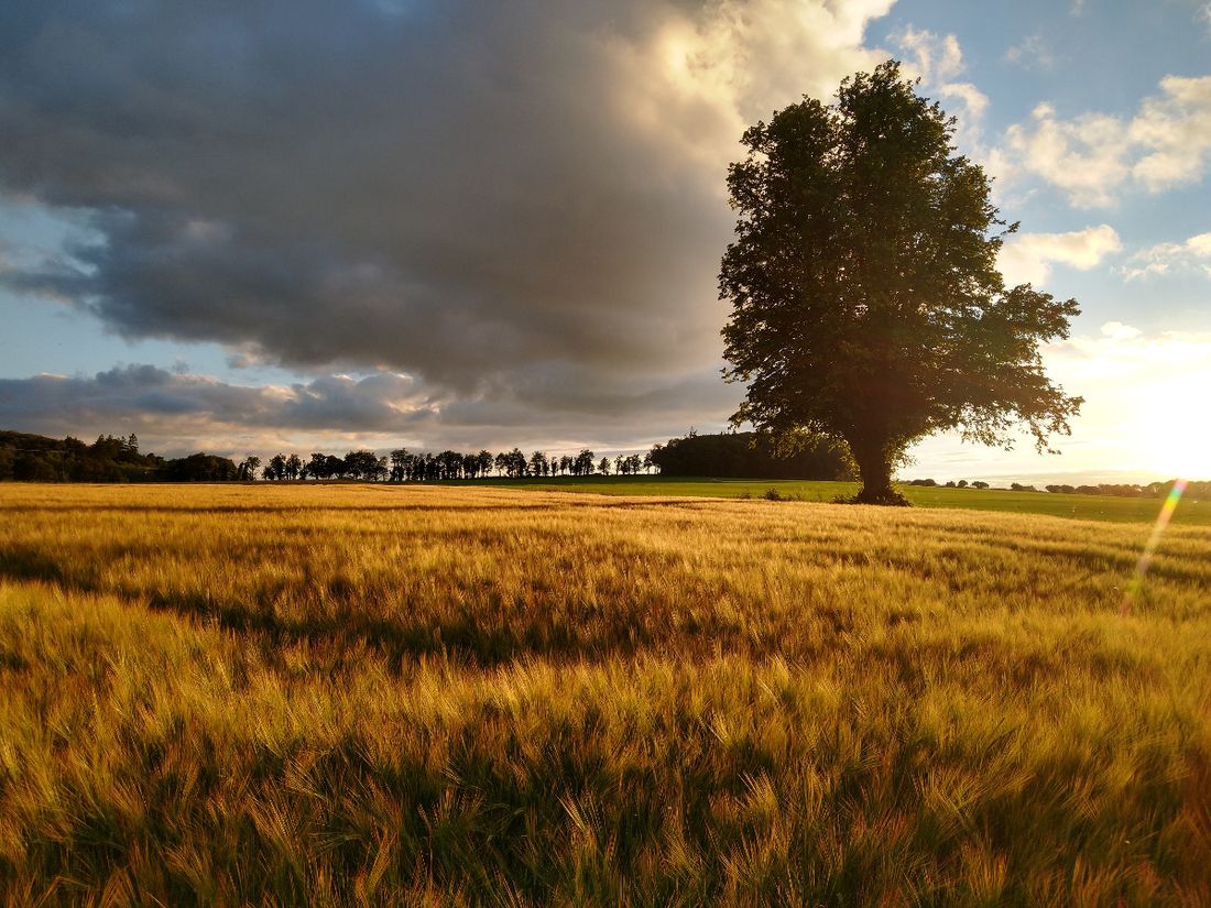 Campo d'orzo maturo a Ballykilcavan