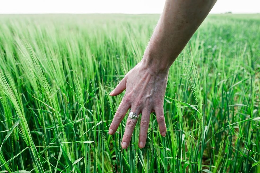 Una mano tra le spighe d'orzo nei campi di Great Newsome